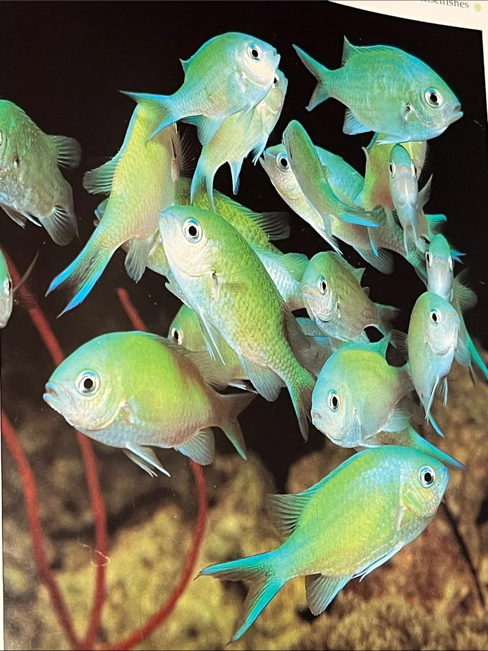 Tropical Aquarium Fish: A Practical Guide - Pets Fish